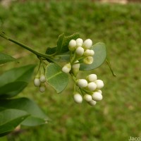 Atalantia ceylanica (Arn.) Oliv.